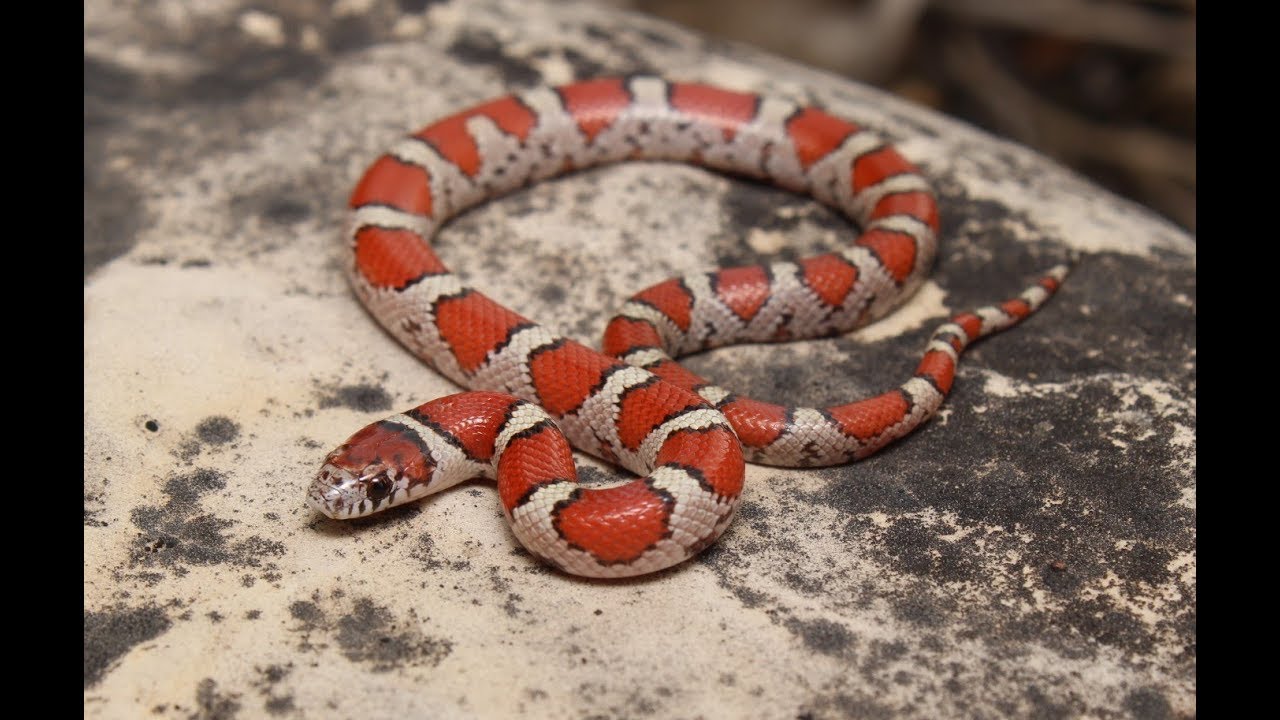 amphibians nedir Spring Herping 2018: Southern Illinois and Missouri