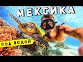 МЕКСИКА Плайя дель Кармен - впечатления от пляжа. Морские ЧЕРЕПАХИ в Акумале и  плавание со скатом!