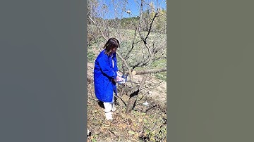 pruning peach tree #farming #easyfarming #satisfying #pruning