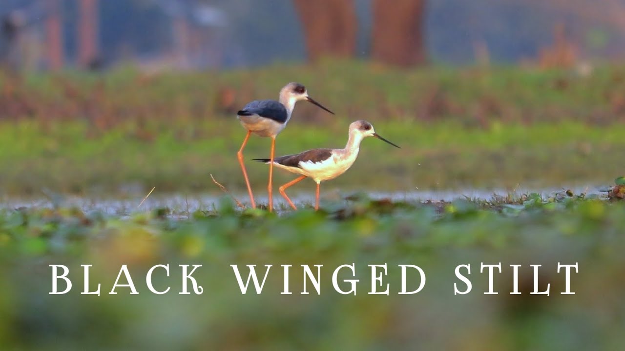 || "Graceful Waders: The Black-Winged Stilt in its Natural Habitat" || Dev's Wildflims ||
