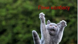 Милые котики мяу