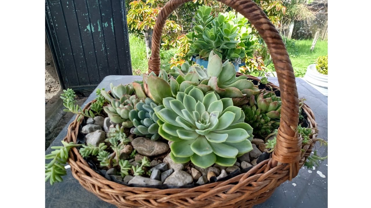 Canasta con #suculentas hermosas 😍