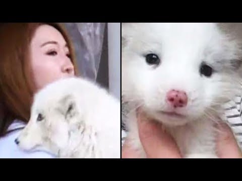 woman-adopts-‘puppy’-before-it-slowly-dawns-on-her-that-it’s-not-actually-a-dog-at-all