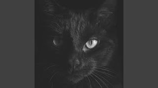 Modish Cats