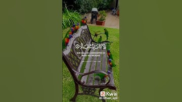 سورة الكافرون بصوت جميل