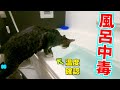 拾った猫兄妹は風呂が好き!去年の汚れを落とそうとしたら何度も飛び込んで上がってくれません