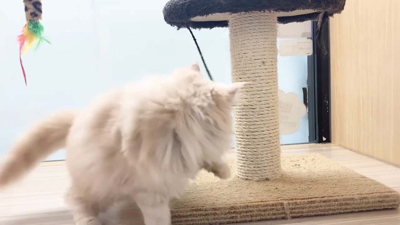 ラガマフィン 】淡い毛色のぬいぐるみ猫！進化が止まらない可愛さに大