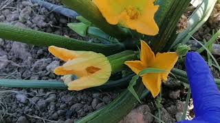 Rogando por una flor masculina