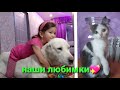 Вот они какие, особенные, наши животные🐾 Знакомьтесь, ПИХЛИК🐱 и УМКА🐕 ВМЕСТЕ С НАМИ. УЛАН-УДЭ