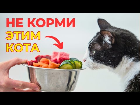 Чем НЕЛЬЗЯ КОРМИТЬ КОШЕК. Полный список вредных продуктов
