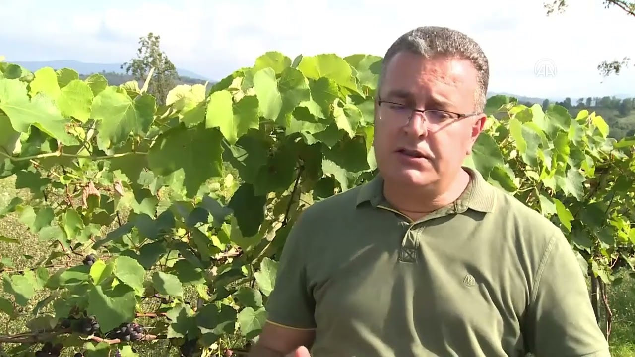 Ordu Adise Kokulu Üzüm