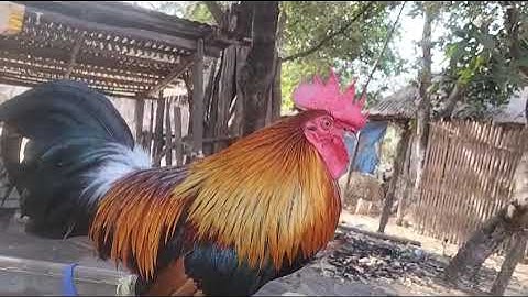 qaib f3 tuaj zoo nyiam nug tau 02099155709