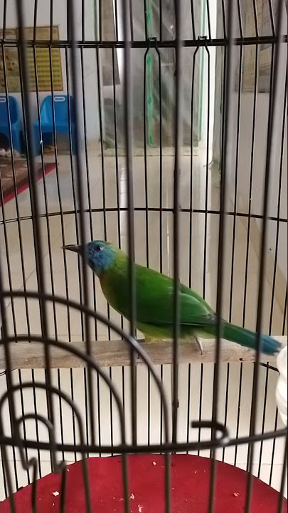 tembakan tajam burung Kinoi sumtra