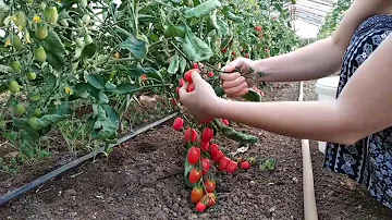 Jak dlouho trvá, než semena rajčat začnou plodit?