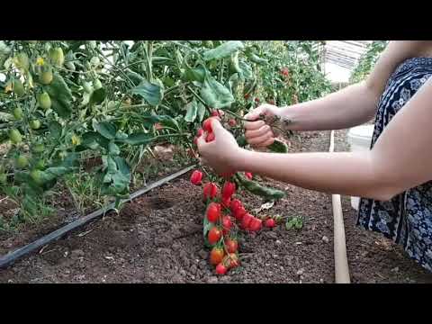 How Long Does it Take to Grow Tomato