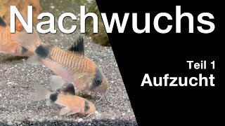 Panda-Panzerwels Nachwuchs Teil 1 Aufzucht