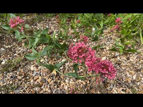 ვიდეო: წითელი ვალერიანის მცენარეების გაზრდა: ინფორმაცია კერანტუსის იუპიტერის წვერის მოვლის შესახებ