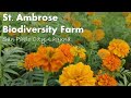 St. Ambrose Biodiversity Farm in San Pablo City, Laguna | St. Ambrose Chapel + Bignay + Mini Tayak