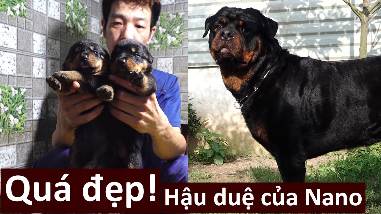 Nano Rotti Đàn chó con đầu tiên của Nano Rottweiler Gervi đẹp lắm - YouTube