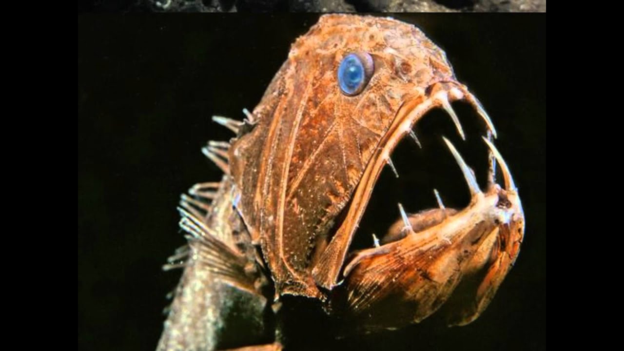 опабиния окаменелость. марианская впадина удильщик. существа обитавшие на земле. глубоководные рыбы. тихоходки тардиграда.