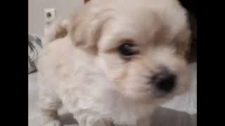 Busy Beavers - Wheels on the Bus #2