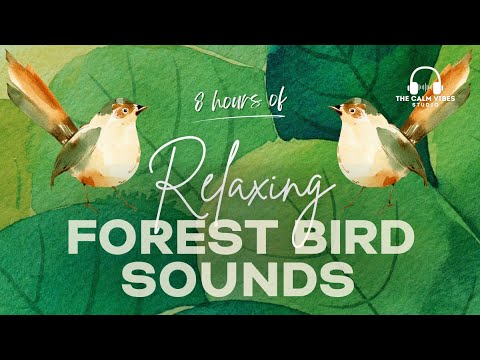 8 Hours Bird Sounds—Perfect For Sleeping Relaxation 8 Hours Of Birds ...