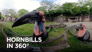 World's Largest Hornbills Inspect 360° Camera