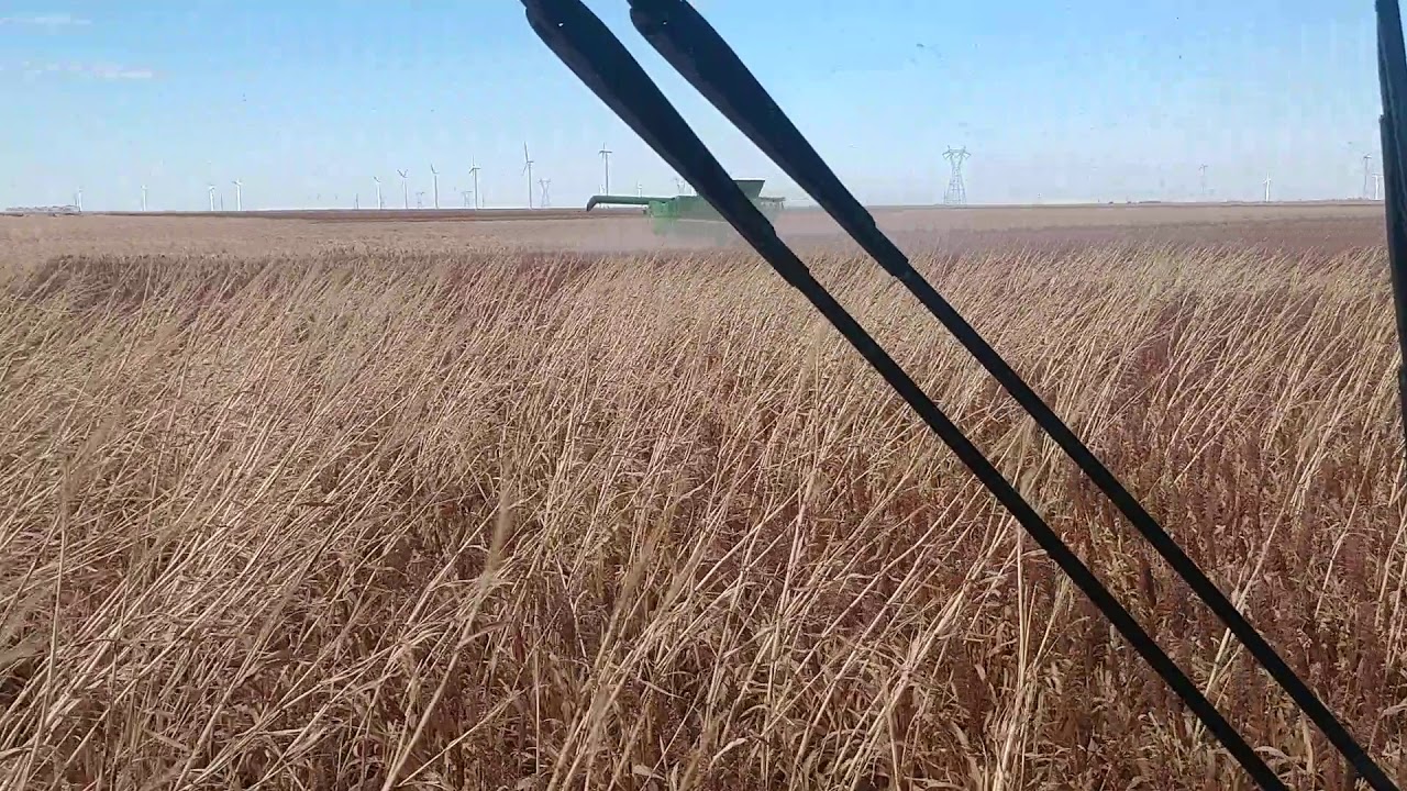 ARRO head eating up shattercane