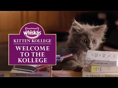 Ep.1 Welcome to the Kitten Kollege : Kitten Kollege