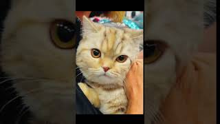 Come With Me To The Cat Show (Feat. Scottish Folds) ‍⬛ #cutecats