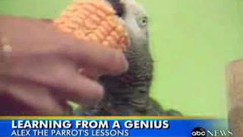 ALEX - One of the most smartest parrots ever!