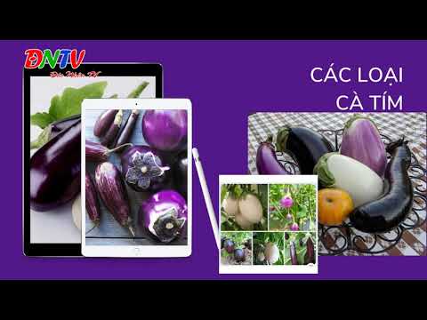 Video: Cà tím Mangan là gì - Cách trồng Cà tím Mangan