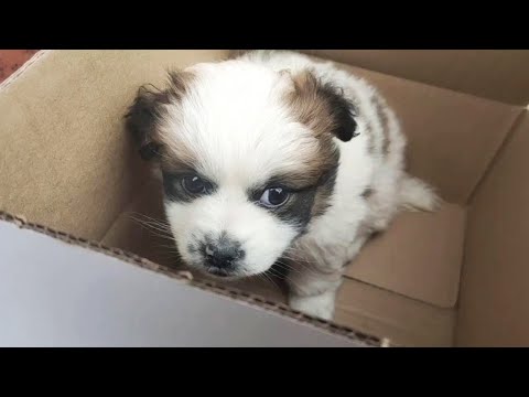 Video: Bir Puppy İşaretler Oyuncak Doldurma İşaretler