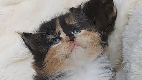 Video 3135881: tabby maine coon kitten, tabby maine coon female, abyssinian tabby, calico girl