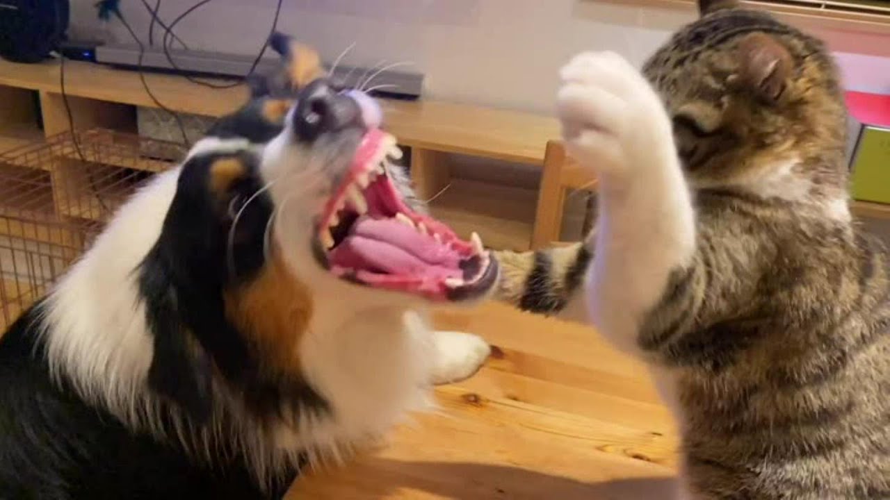 猫パンチ炸裂 激しいようでなんだかんだお互い優しい犬と猫 Youtube