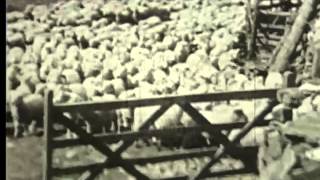 Sheep Drive In Welsh Mountains, 1930's - Film 17756