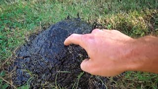 Uncovering the Flex Seal Ant Mound