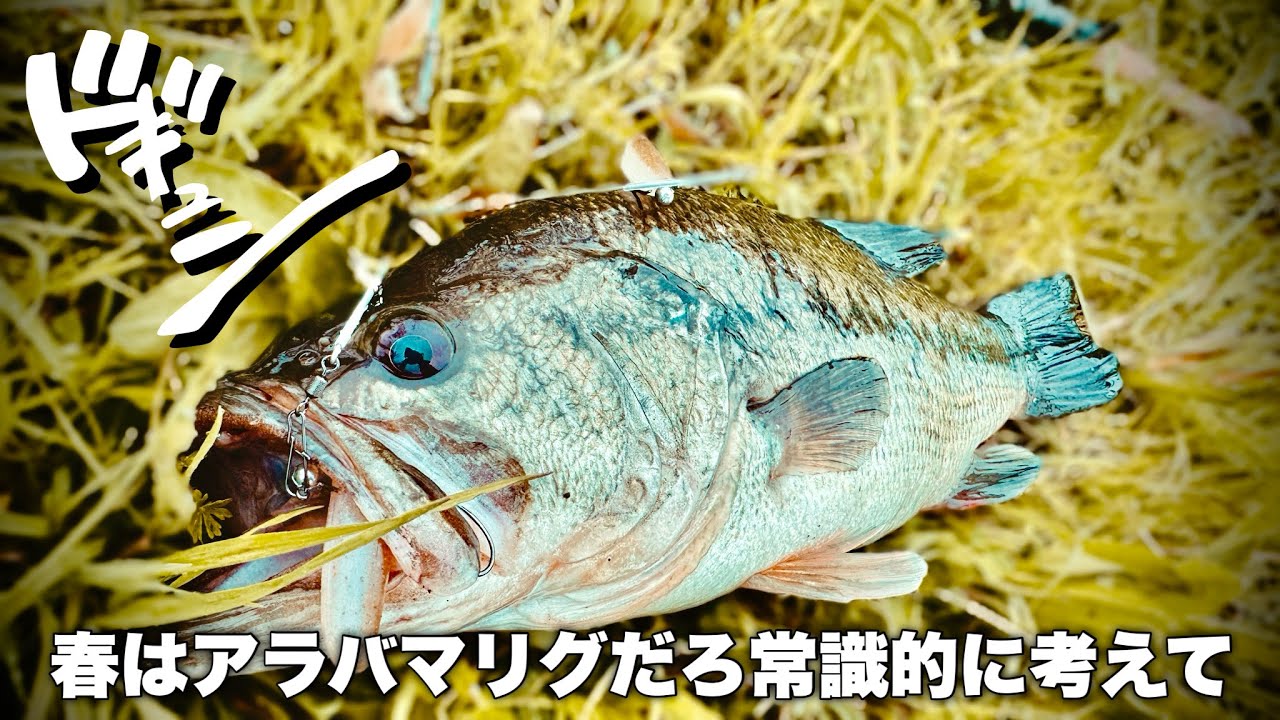 【バス釣り】土砂降りの権現堂川でアラバマリグ！