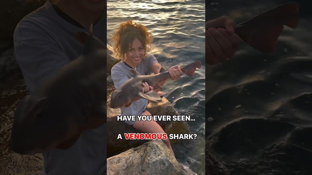 HOLDING A VENOMOUS SHARK 