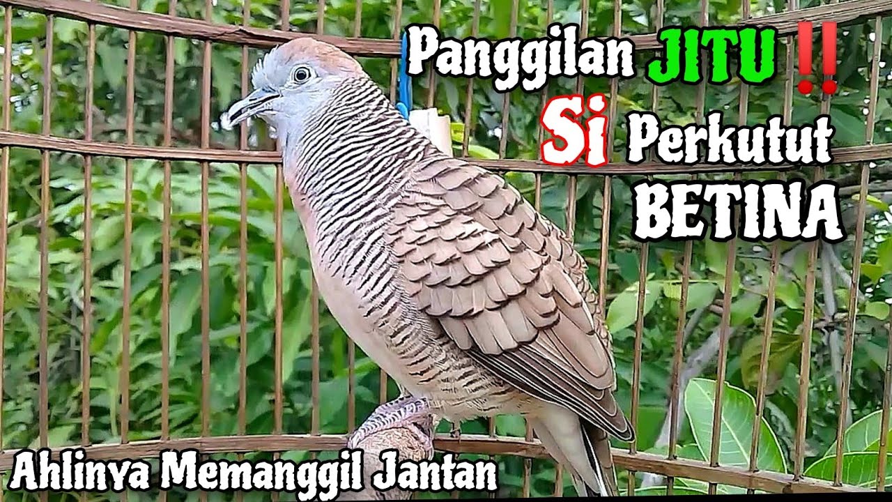 Panggilan Jitu‼️Suara Perkutut Betina Memanggil Jantan || The female turtle dove calls the male