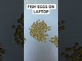 Fish Eggs on Laptop!