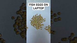 Fish Eggs on Laptop!