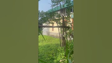 Tôi làm con dao quắm phát rẫy bằng thép nhíp Nga chặt cây như chặt chuối vậy