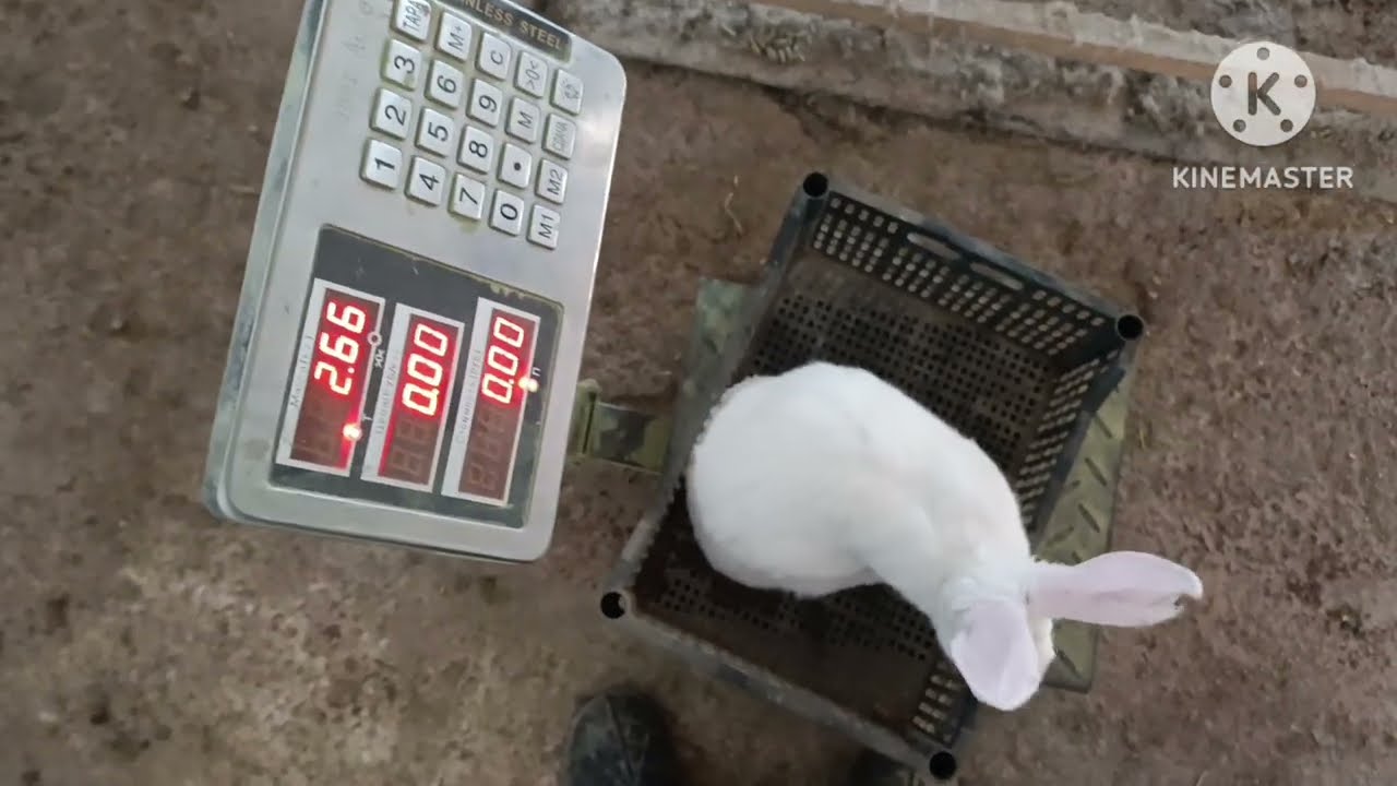 Hikol nechi kilogram boʻlishi kerak? 