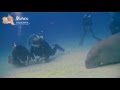 Dugong encounter on bangka island  murex dive resorts