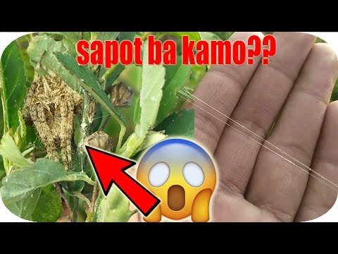 VISIBLE ANG MGA SAPOT PAG GANITONG ORAS, TRY MO MAGHANAP NG GANITO