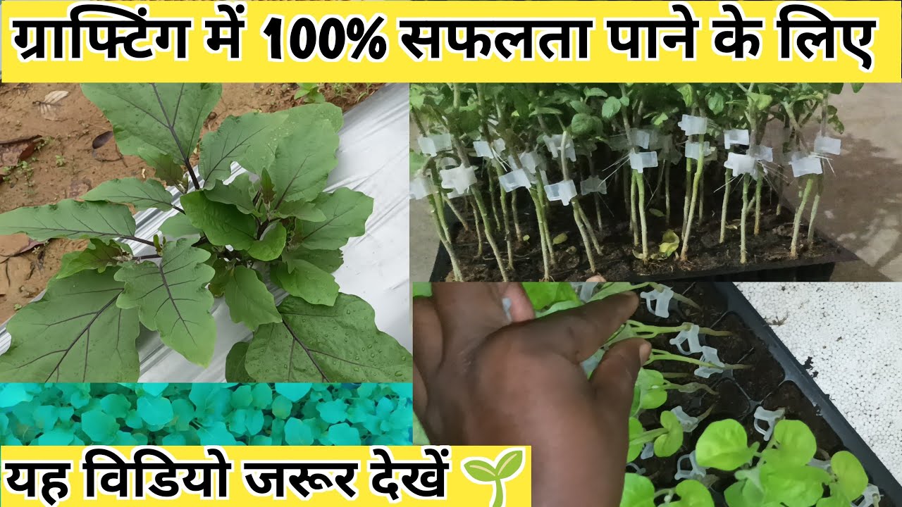 ग्राफ्टिंग में 100% सफलता पाने के लिए यह विडियो जरूर देखें 🌱 Grafting techniques in advance.