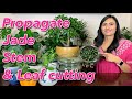How To Propagate Jade Plant From Stem & Leaf Cutting | Watering | Sunlight | Transplant & Care