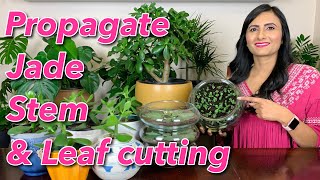 How To Propagate Jade Plant From Stem & Leaf Cutting | Watering | Sunlight | Transplant & Care