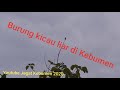 Burung Kico Li R Mp3 - Mp4 Download